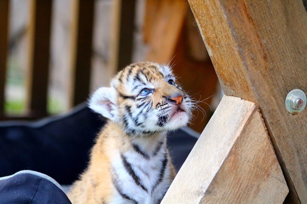 tiger, cub, kitten-5411599.jpg