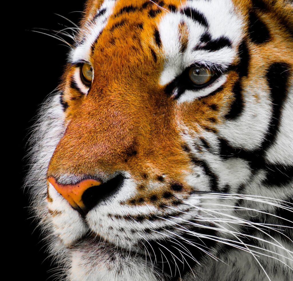 tiger, head, face-2923186.jpg